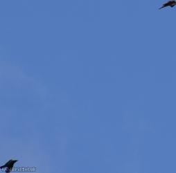 Common Buzzard