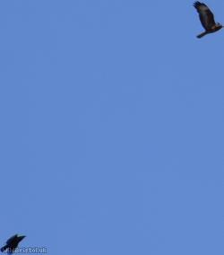 Common Buzzard
