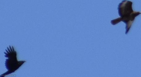 Common Buzzard