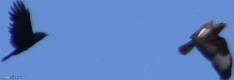 Common Buzzard