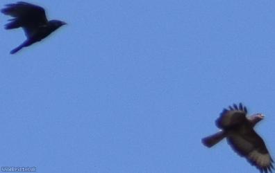 Common Buzzard
