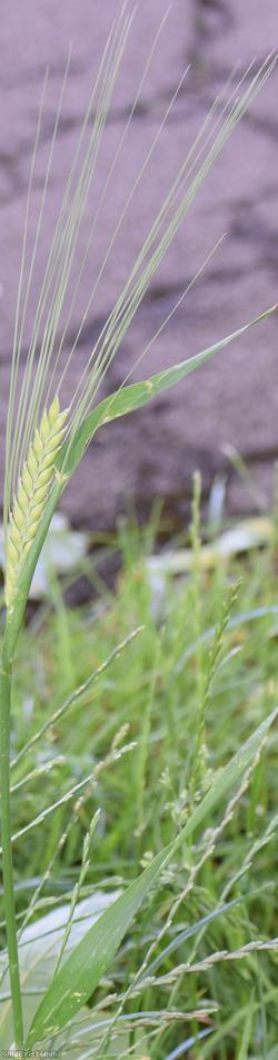Two-rowed Barley