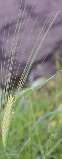 Two-rowed Barley