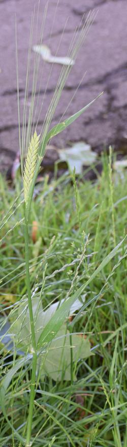 Two-rowed Barley