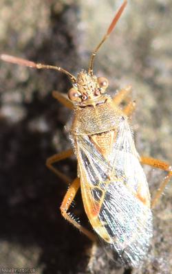 Hyaline Grass Bug