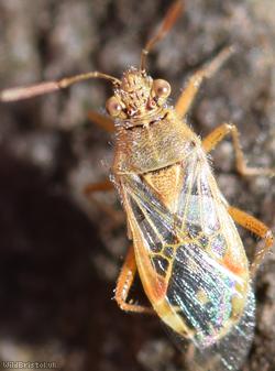 Hyaline Grass Bug