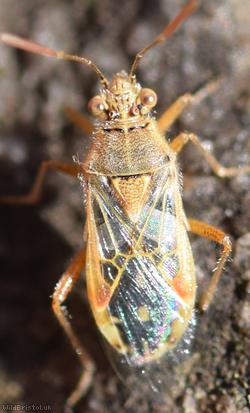 Hyaline Grass Bug