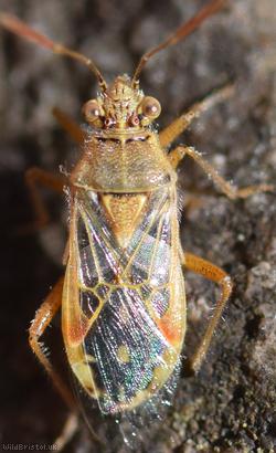 image for Hyaline Grass Bug
