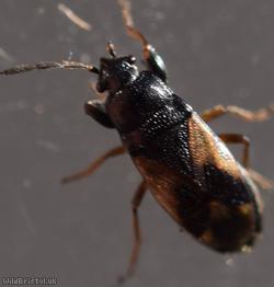image for Megalonotus praetextatus