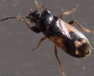 Megalonotus praetextatus