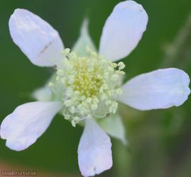 Rubus scabripes