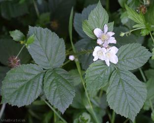 image for Rubus 'Eastville Park Corylifolii'