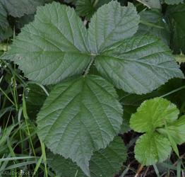 Rubus 'Eastville Park Corylifolii'