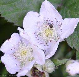 Rubus 'Eastville Park Corylifolii'