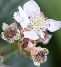 Rubus 'Eastville Park Corylifolii'