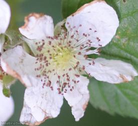Rubus 'Eastville Park Corylifolii'