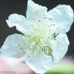 Rubus 'Eastville Park Corylifolii'