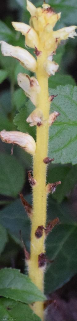 Ivy Broomrape