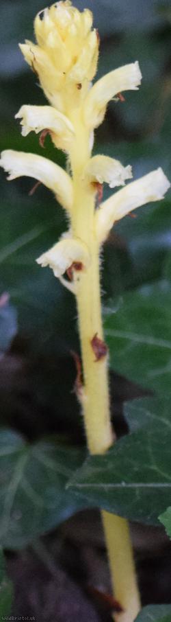 Ivy Broomrape