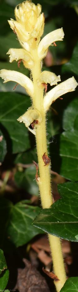 Ivy Broomrape