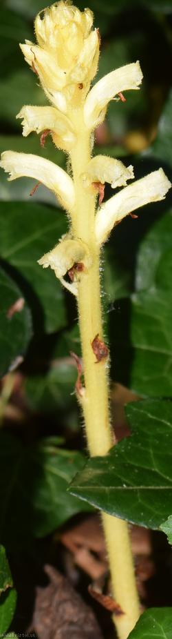 Ivy Broomrape