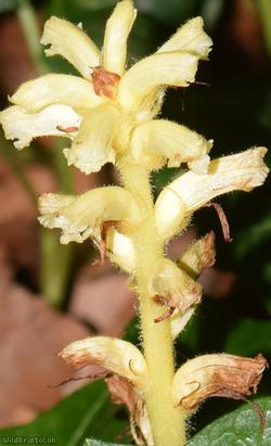 Ivy Broomrape