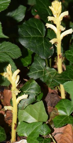 Ivy Broomrape