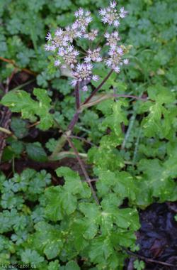 Common Hogweed
