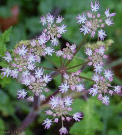 Common Hogweed