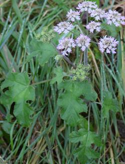 Common Hogweed