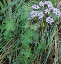 Common Hogweed
