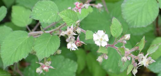 Dusky-stemmed Bramble