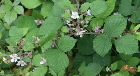 Dusky-stemmed Bramble