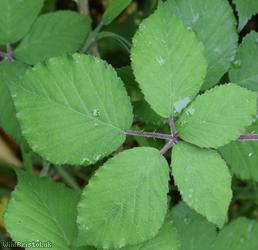 Dusky-stemmed Bramble