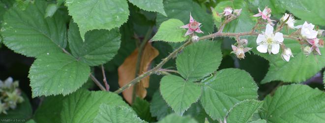 Dusky-stemmed Bramble