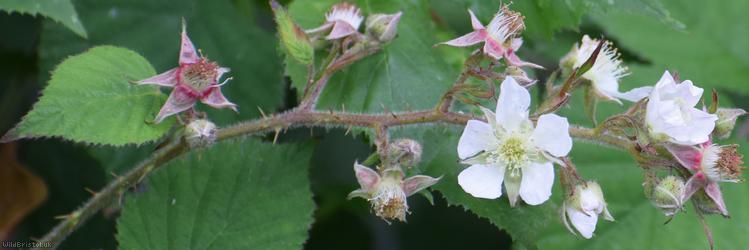 Dusky-stemmed Bramble