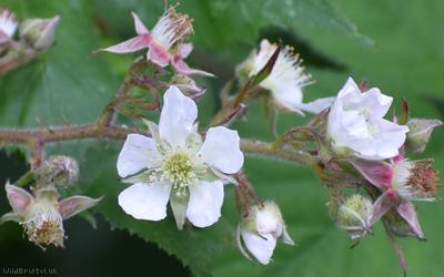 Dusky-stemmed Bramble