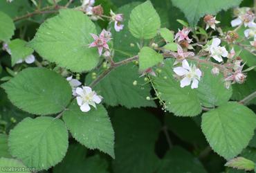 Dusky-stemmed Bramble
