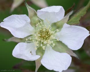 Dusky-stemmed Bramble