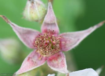 Dusky-stemmed Bramble