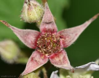 Dusky-stemmed Bramble