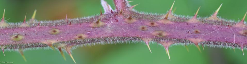 Dusky-stemmed Bramble
