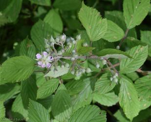 Long Bramble