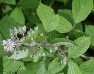 Long Bramble