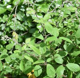 Long Bramble