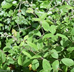 Long Bramble