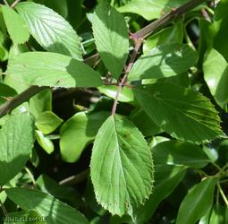 Long Bramble