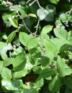 Long Bramble