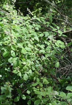 Long Bramble