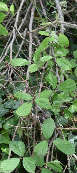 Long Bramble